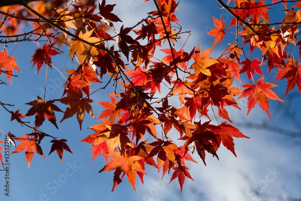 Fototapeta 秋の紅葉