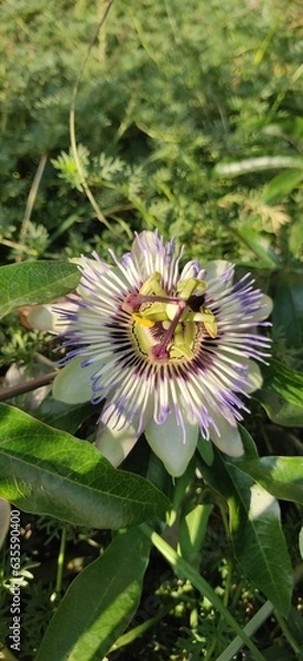 Obraz Passiflora