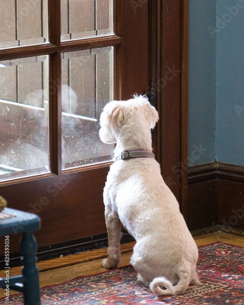 Fototapeta white dog checking out his reflection in the door window