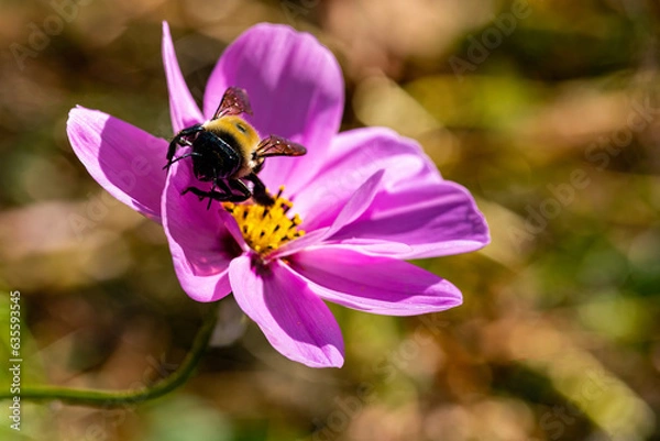 Obraz Pollinator Bee Does The Job