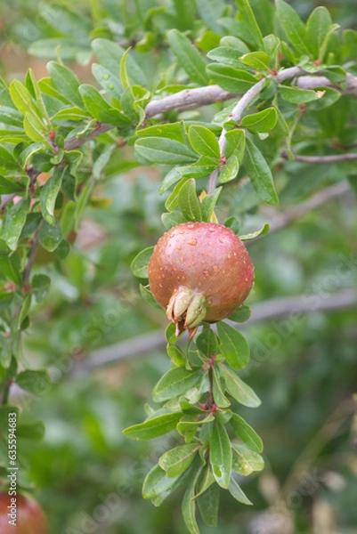 Obraz Raindrops on the unripe pomegranates.