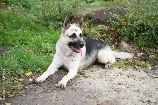 Fototapeta german shepherd dog