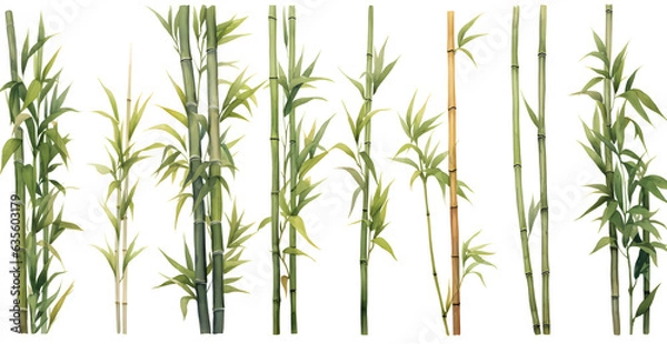 Fototapeta Array of bamboo in different sizes and shapes.  Watercolor style design cutouts with transparency available. 