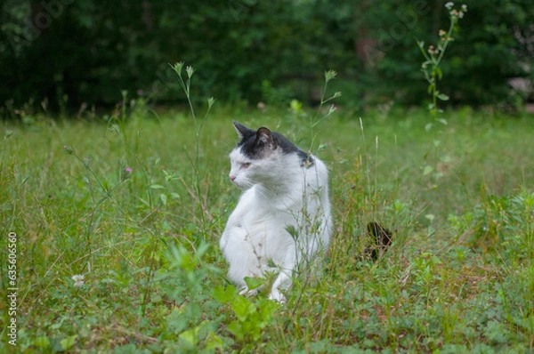 Obraz Cat in the Field