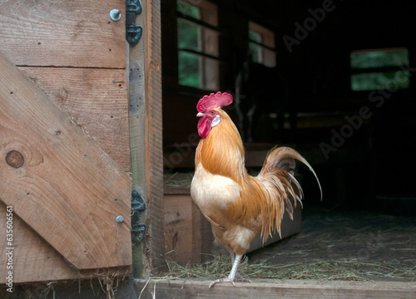 Obraz Rooster in Doorway