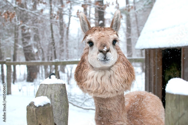 Obraz Alpaca in the Snow