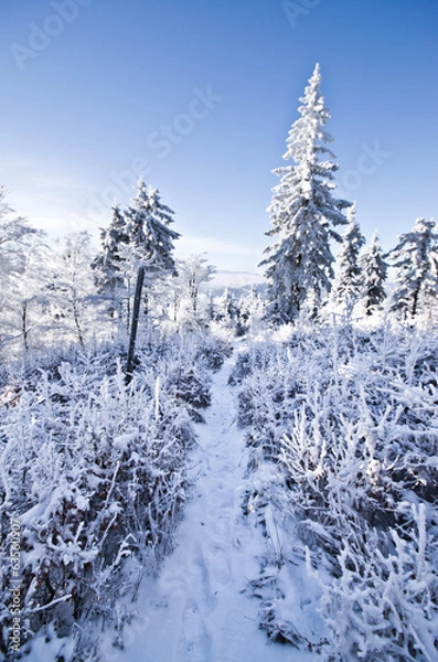 Obraz Footpath in the forest during the winter