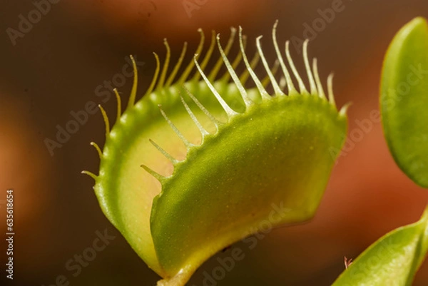 Obraz caterpillar on a flower