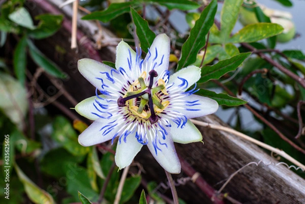 Obraz  wild passionflower