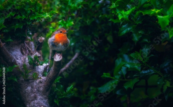 Fototapeta Robin on branch