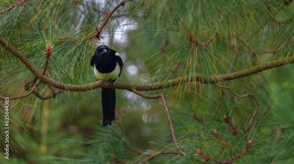 Fototapeta Magpie on branch