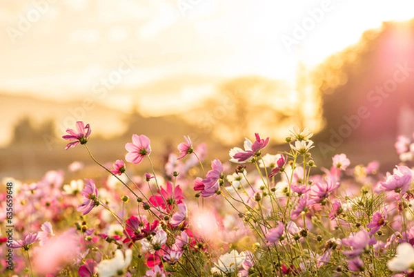 Obraz 夕日に輝くコスモス