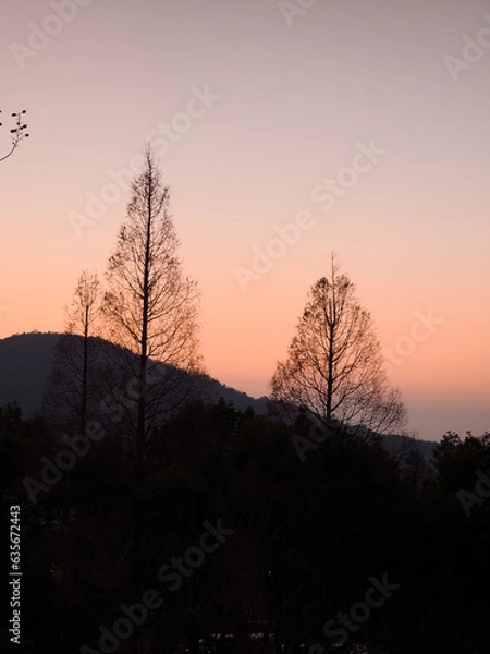 Fototapeta leafless trees at sunset