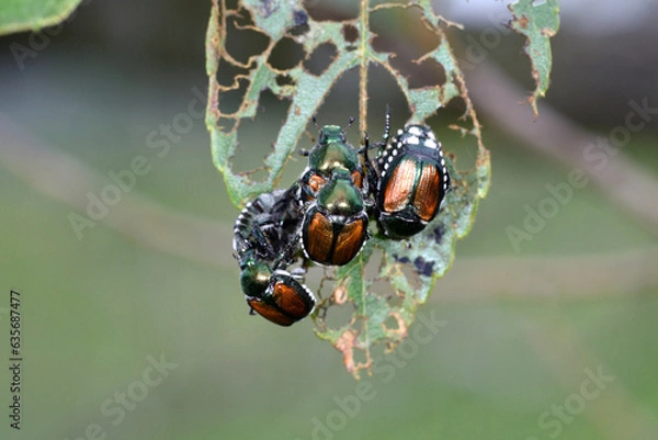 Obraz 葉を食べるマメコガネ（北海道・鶴居村）
