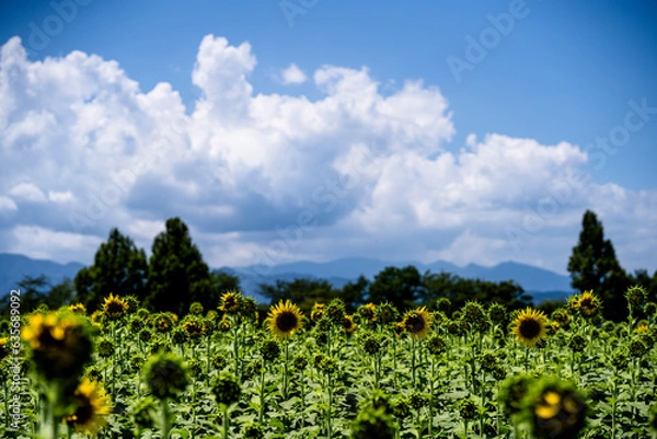 Obraz 出番待ちのひまわりたち