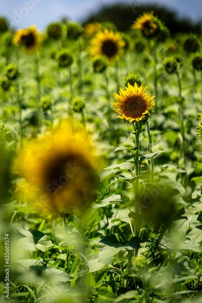 Obraz 満開前のひまわり畑