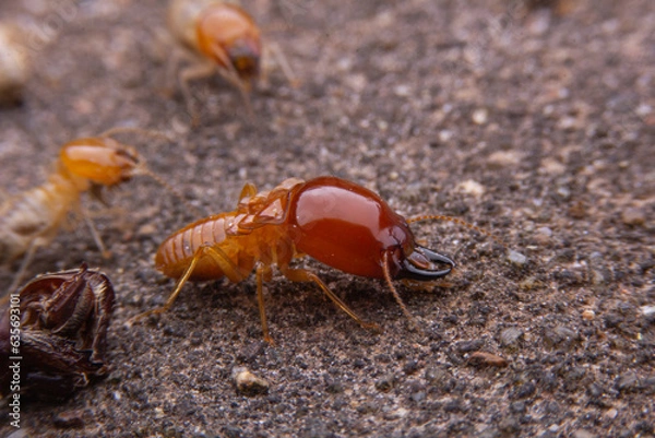 Obraz Termite