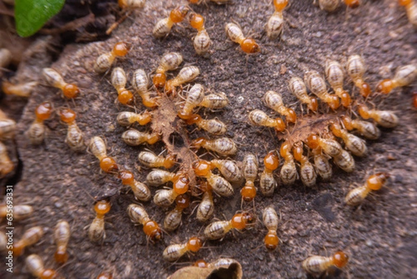 Obraz lichen on the rock