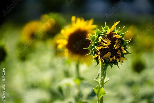 Obraz 出番待ちのひまわり