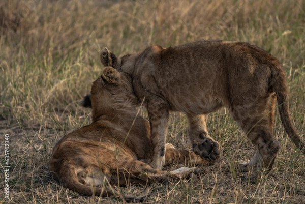 Obraz Little lions cuddle each other