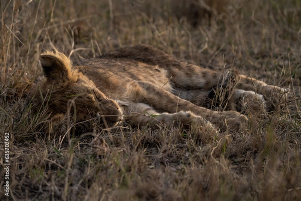 Obraz Little lions are sleeping