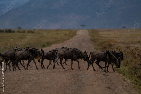 Obraz Wildebeests crossing the road,