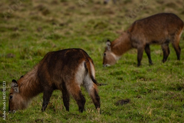 Obraz Rusa unicolors