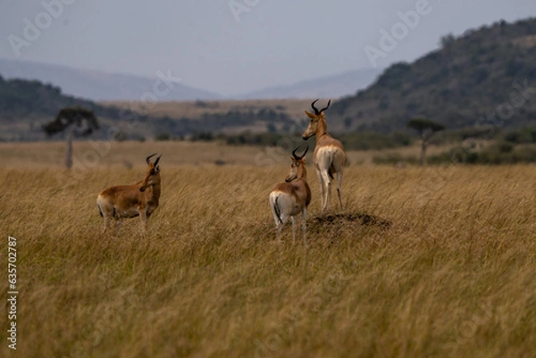 Obraz Antelopes