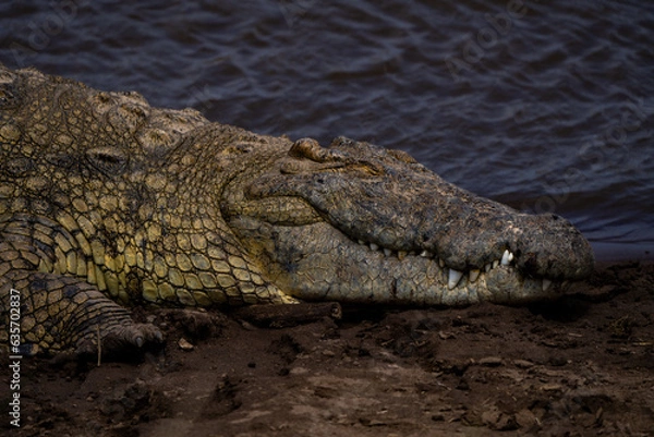 Obraz crocodile