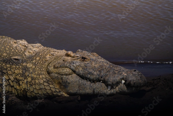 Obraz crocodile