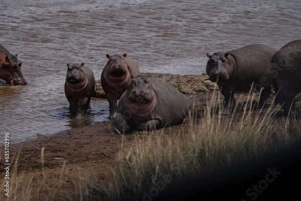 Obraz Hippos
