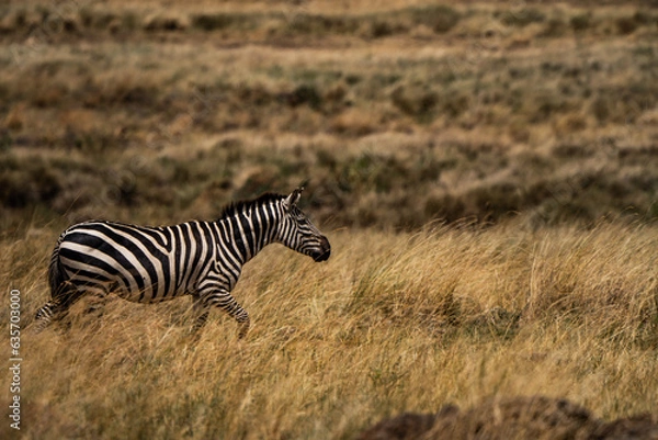 Obraz Running zebra