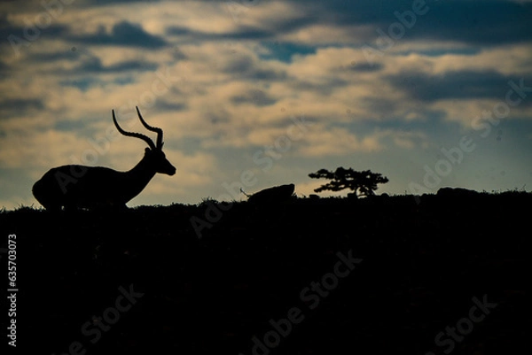 Obraz Jumping antelope