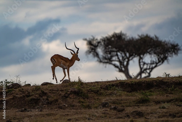 Obraz Jumping antelope