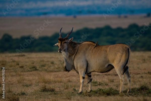 Obraz Eland