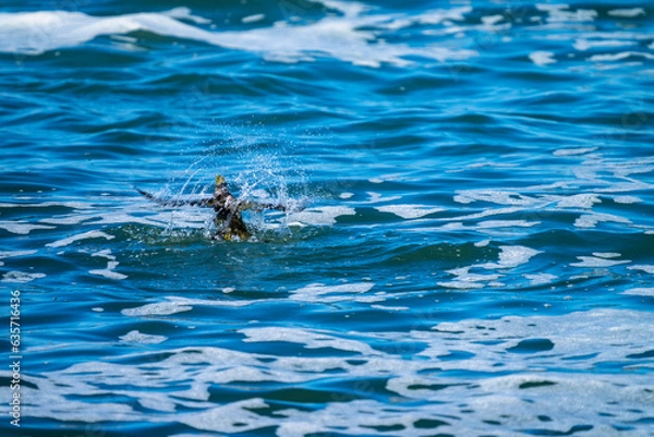 Obraz 溺れるアオバト