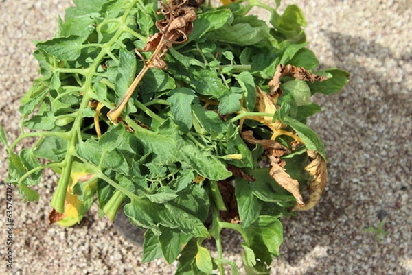 Obraz 120716庭

庭
あさがお
ガーデニング
つぼみ
グリーンカーテン