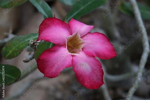 Obraz Wüstenrose im Sand