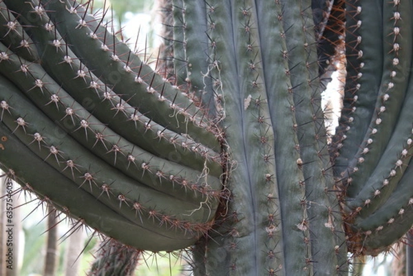 Obraz Kaktee im Wüstensand
