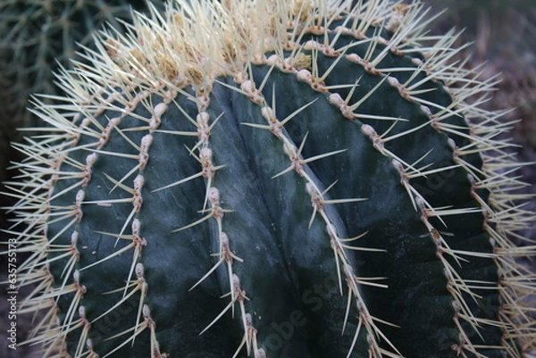 Obraz Kaktee im Wüstensand