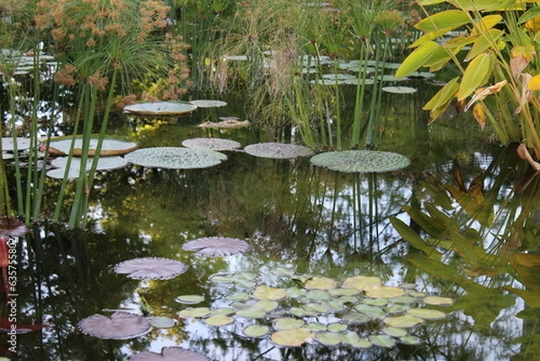 Obraz Am Seerosenteich