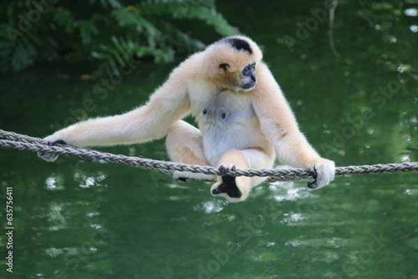 Obraz Gibbonaffe Mr. Gibb