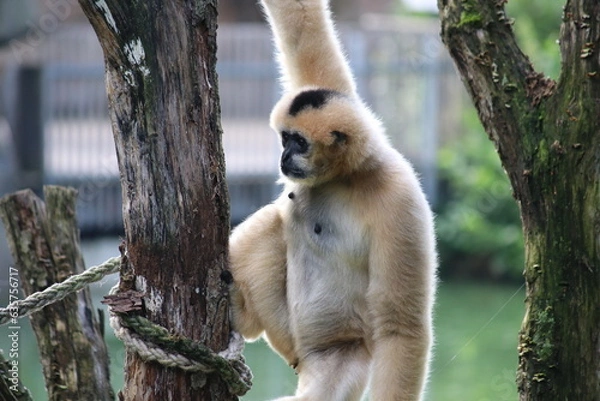 Obraz Gibbonaffe Mr. Gibb