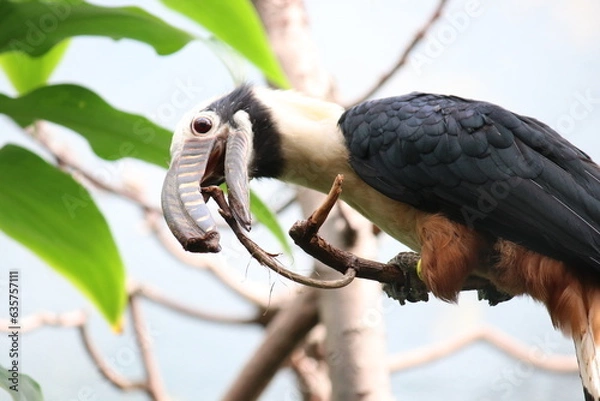 Obraz Tukan im Tropenwald