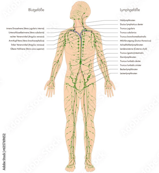 Obraz Infografik Lehrmaterial: Lymphgefäßsystem des Menschen - Lymphsystem - Beschriftung: deutsch / latein