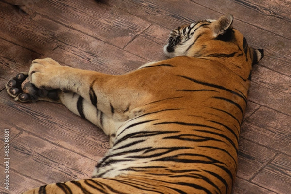Obraz Tiger resting on the ground