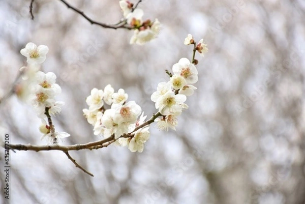 Obraz blossom in spring