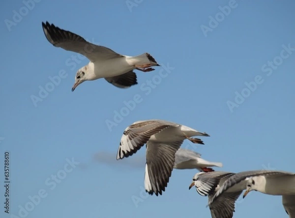 Obraz Ptaki w przestworzach