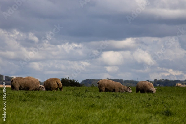 Fototapeta sheep in the field
