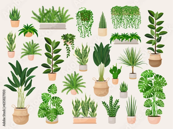 Fototapeta Set of houseplants in a pots for home, office, premises decor. Colorful vector collection of illustrations isolated on white background. Trendy home decor with plants, urban jungle.